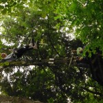 Arbre en arbre 2013